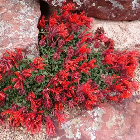 Hummingbird Mint